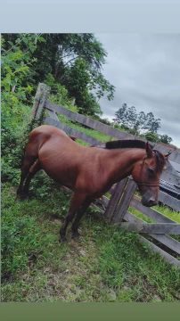 Dois cavalos domados castrados e uma égua domada pra venda 