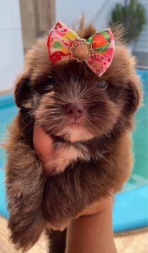 Lhasa apso chocolate macho e fêmeas 