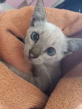 Gatinho macho disponível para adoção
