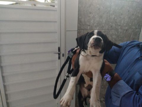 Filhote de Pitbull
