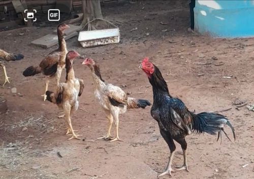 Frangas indias