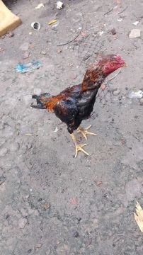 Galo