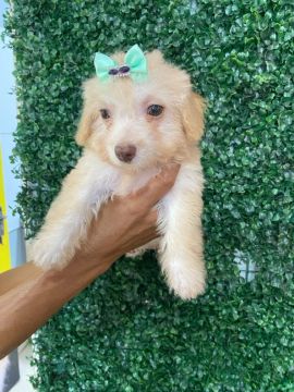 Poodle Toy fêmea disponível 