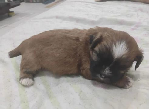 Filhote de shih tzu para doação 