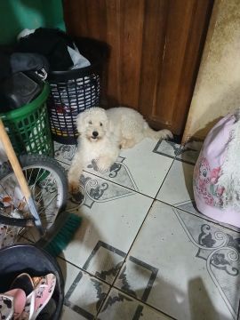Vende se poodle 