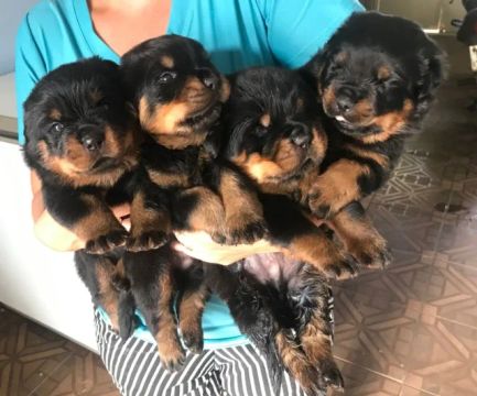 Filhote de Rottweiler 