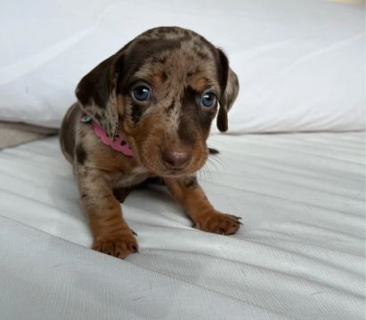 Filhote de Teckel Dachshund Arlequim