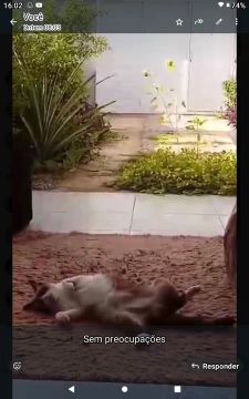 hospedagem humanizada para seu gatinho