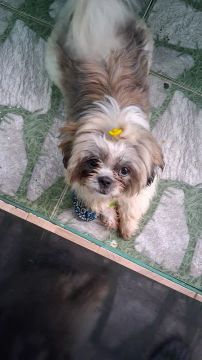 Shih tzu fêmea