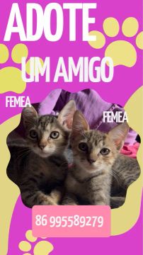 Dois gatinhos fofinhos para adoção!