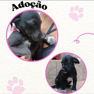 Uma filhote para adoção