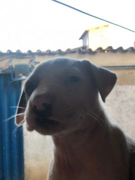 Filhotes de pitbull 