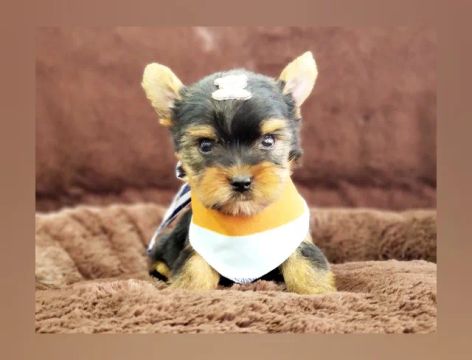 Yorkshire machinho disponível 