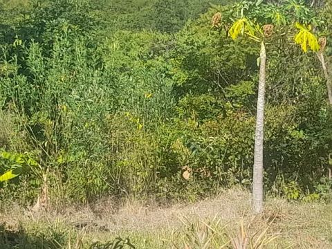 Terreno meio hectare 