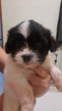 Lindos filhotes de SHIH TZU