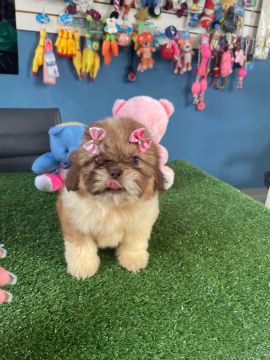 Linda fêmea mini de shih tzu dos olhos azuis $2.100,00