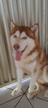 Busca de namorada Husky Siberiano dócil 