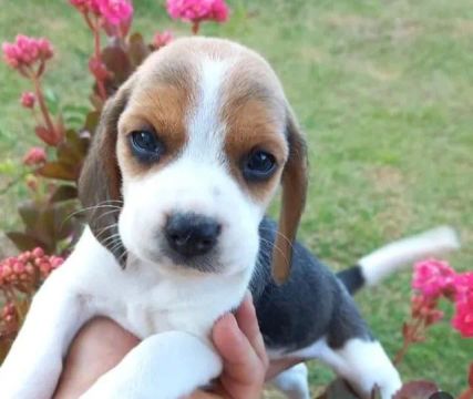     Disponível lindos filhotes de Beagle pronta entrega com Vacina e Vermífugado 