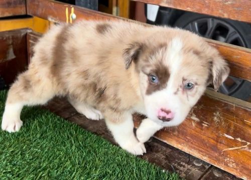 Border collie filhotes cores exóticas 
