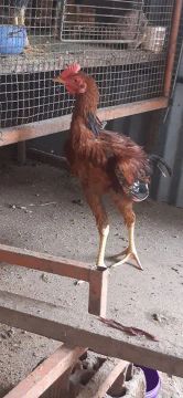 Vendo 