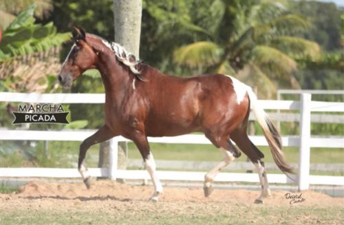 Famoso Haras Cerro Azul - Marcha Picada de Pista.