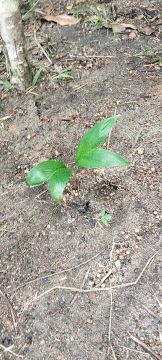 Terreno com área verde