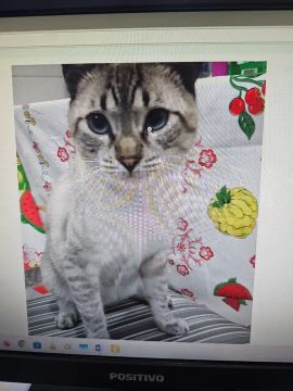 Gato Siames, 1 ano, dócil e carinhoso. Se da bem com crianças.
