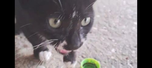 Gato preto e branco de estimação para doação , faço a entrega do gato 