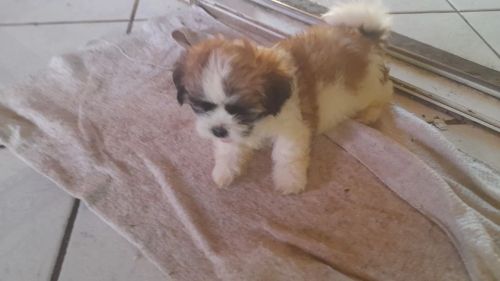 Filhote Shih Tzu