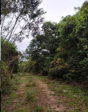 Sitio de 13 hectares (29,8 tarefas) em Morro do chapéu Chapada Diamantina