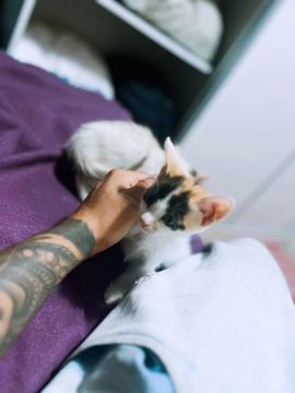 DOAÇÃO DE GATOS