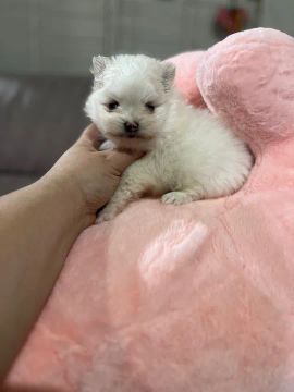 Lulu Spitz alemão 