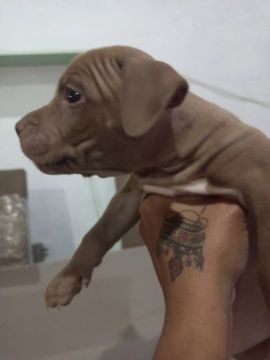 Filhote Pitbull fêmea 