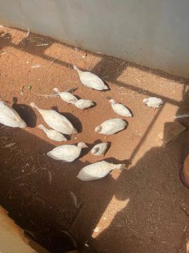 Pintinhos de galinha de Angola branca 