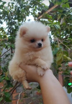 Vende se filhote 2 meses