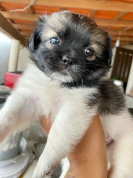 Filhote de cachorro pequeno