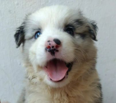 Border Collie blue merle/red merle/preto e branco/chocolate, com garantia de saúde