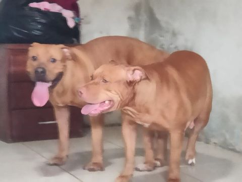 Filhotes Pitbull monsters 