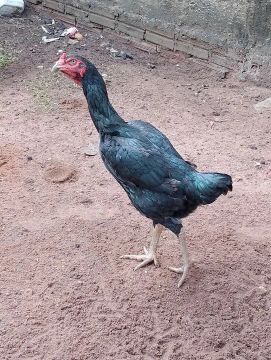 Galinha de raça porte grande! 