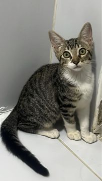 Gatinha fêmea de 3 meses para doação ! 