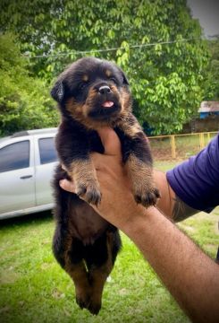 Vende-se rottweiler de linhagem de campeão 