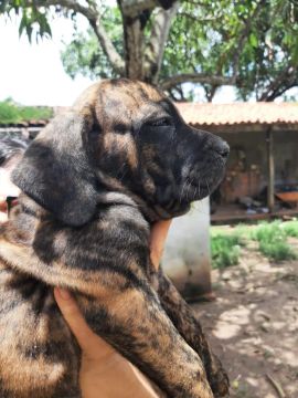 Filhote de Fila Brasileiro