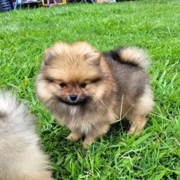Spitz Alemão Anão macho - Pedigree CBKC - 12x sem juros envio gratis