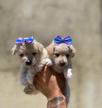 POODLE TOY FEMEA - para apartamento 