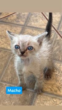 Adoção responsável! Adote um gatinho?