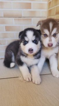 Lindos e legítimos filhotes de Husky Siberiano
