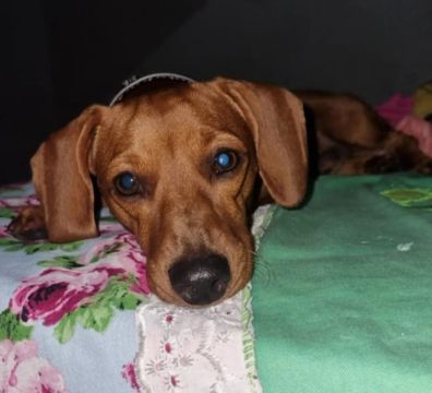 Cachorro salsicha 