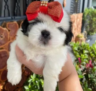 SHIH TZU FILHOTES LINDAS - ACEITO CARTÃO! 
