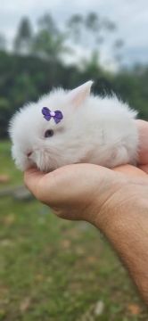 Mini coelho Mini Lion 