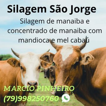Silagem 
